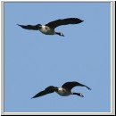 Branta canadensis - Kanadagans 07 Sundermannsee.jpg